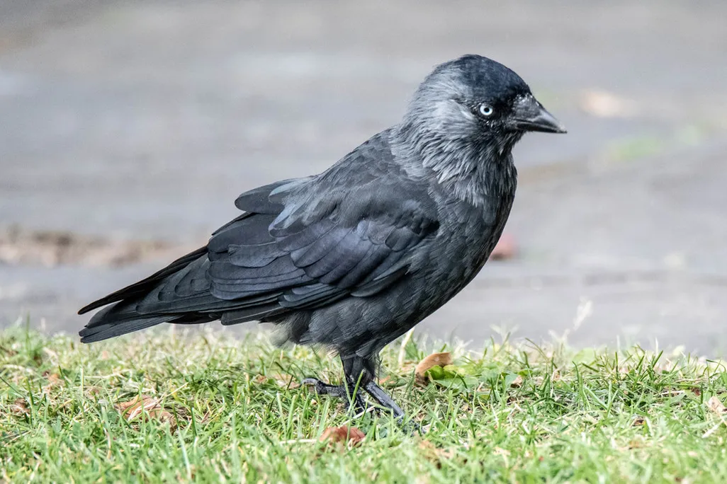 An image of a black jackdaw