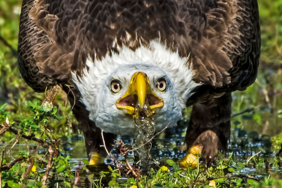 An Eagle Drinking Water Smithsonian Photo Contest Smithsonian Magazine