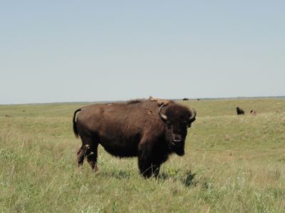 A bison roaming Fort Niobrara Wilderness