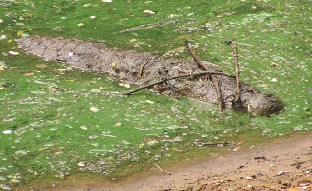 Crocodile lures prey