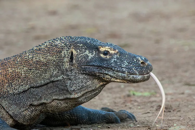 20130124030149dragon-cropped.jpg
