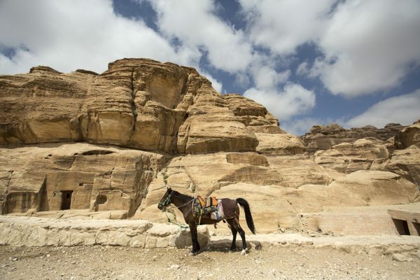 Working horse in ancient city Petra. thumbnail