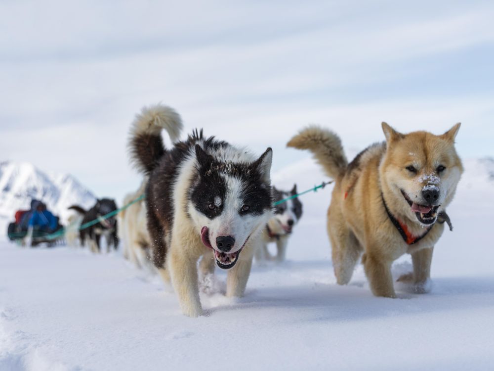 Greenland sled dogs