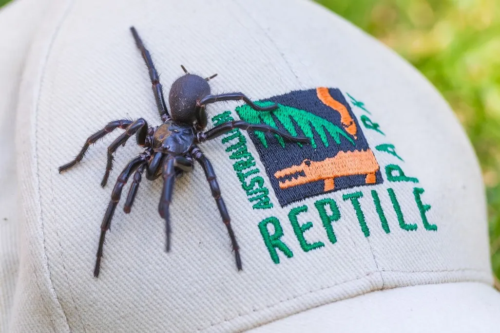 a large spider crawls on a baseball cap with the Australian Reptile Park logo