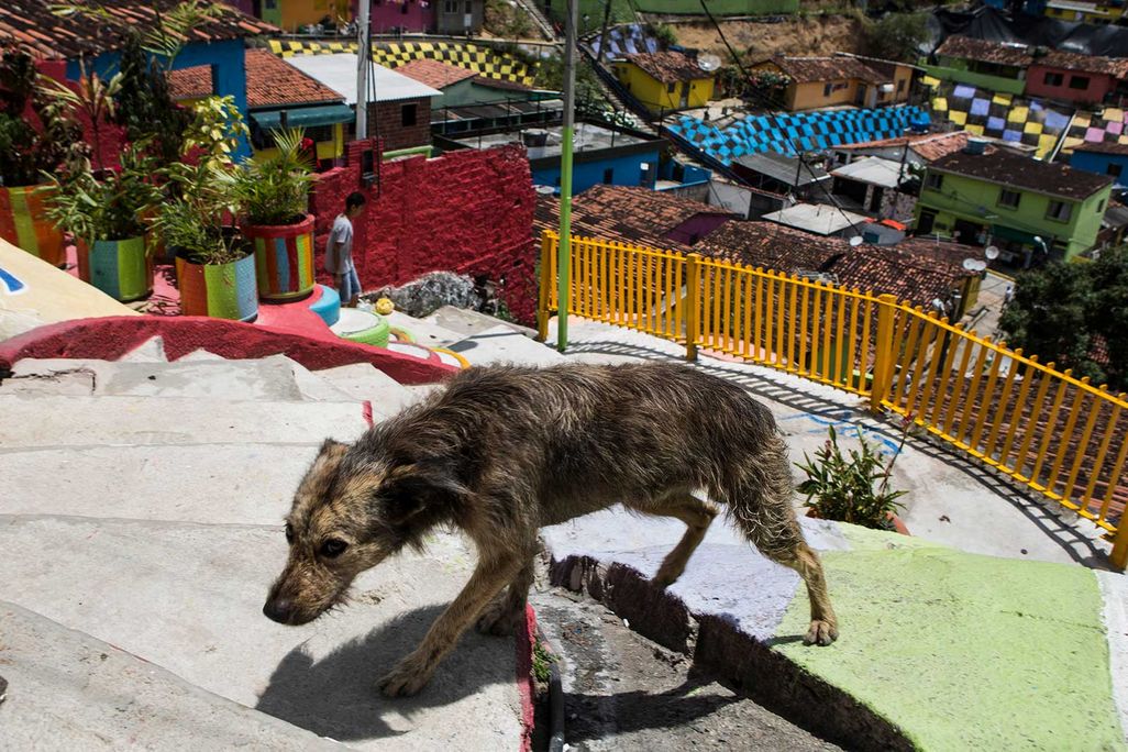 Dog in Favela