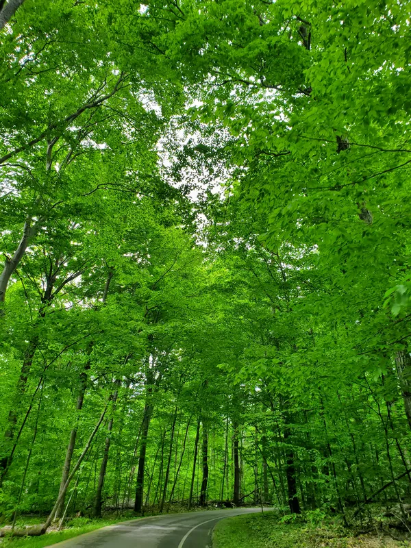 Beautiful trees in Michigan thumbnail