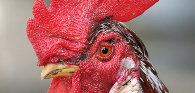 How Do Roosters Know When to Crow?, Science