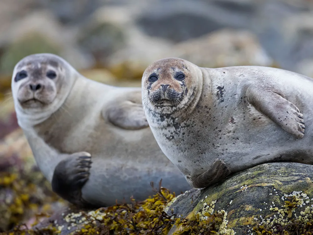 Introducing Facial Recognition Software for Seals | Science