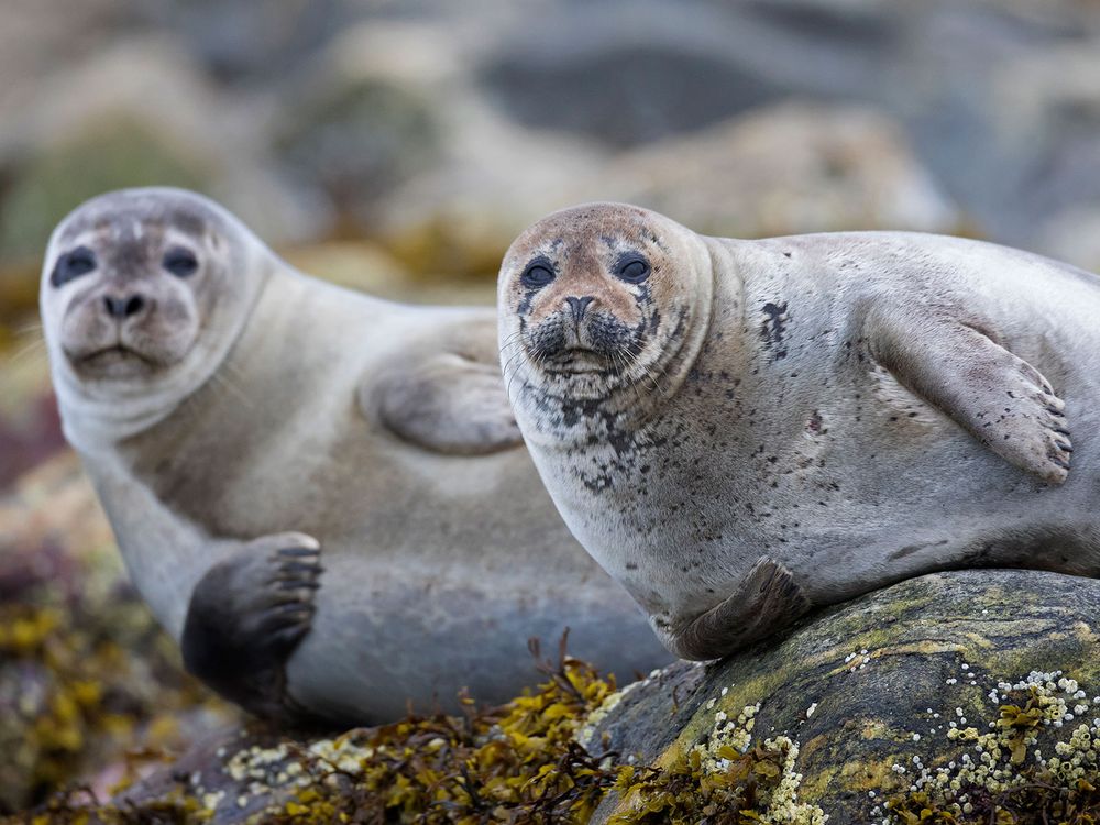 Introducing Facial Recognition Software for Seals | Science