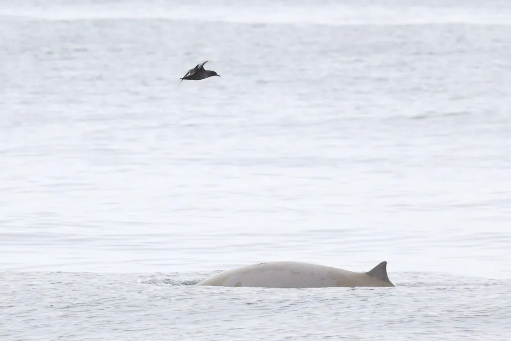 Bird flying overhead, back of whale surfacing above the water