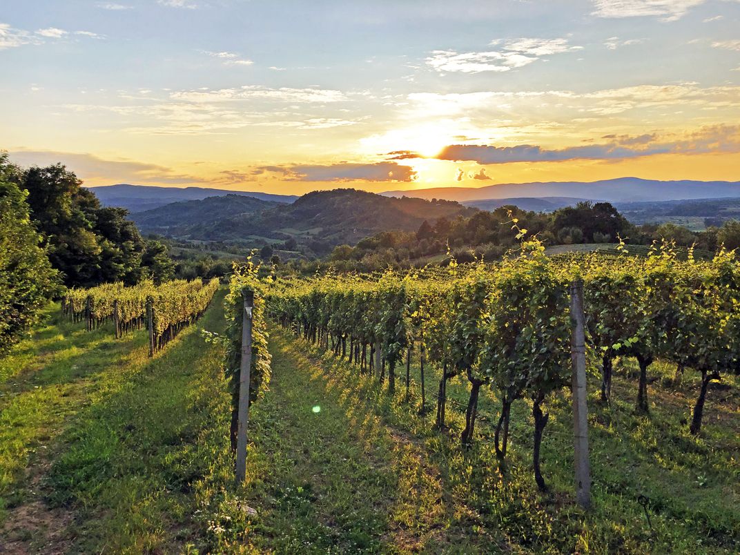 Croatian vineyards