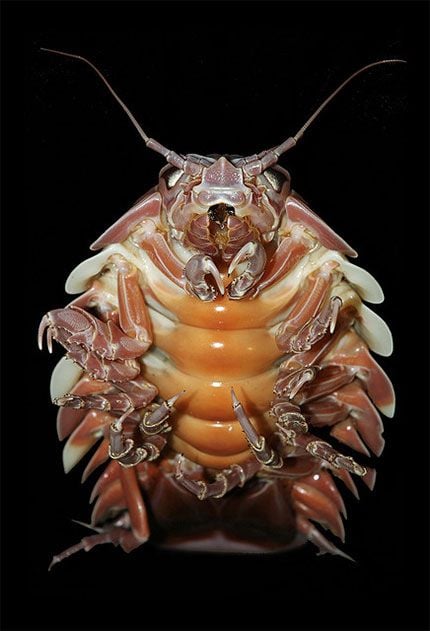 Giant Isopod