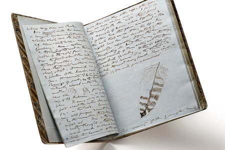 Thoreau kept—and illustrated—journals throughout his lifetime. 