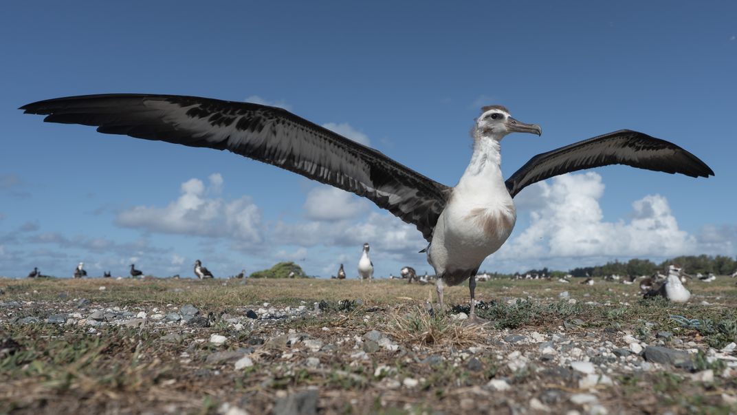 a view from low to the ground, with a young albatross with tufts of feathers on its head spreading its wings