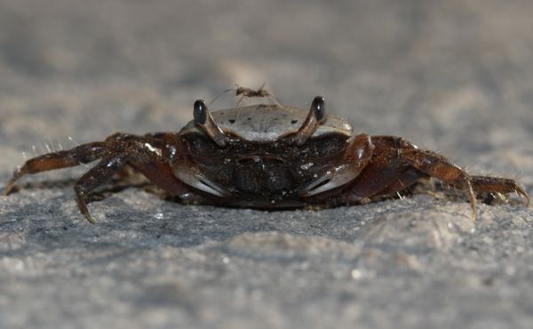 Ant Scurries Over A Baby Land Crab's Shell thumbnail