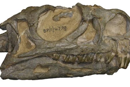 Ngwevu intloko skull