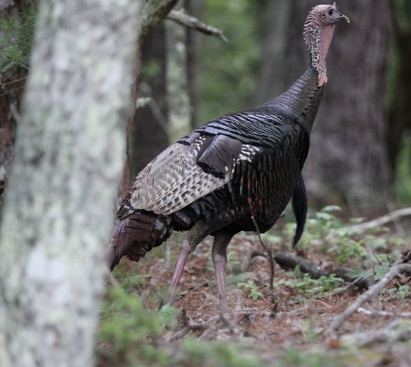 A Wild Turkey roaming in the Mountains of Tennessee thumbnail