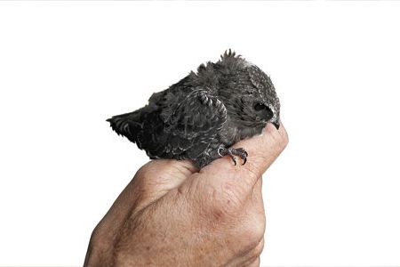 Black swifts, with their preference for nesting on steep, wet, cold rock faces, are among the most enigmatic birds in North America.
