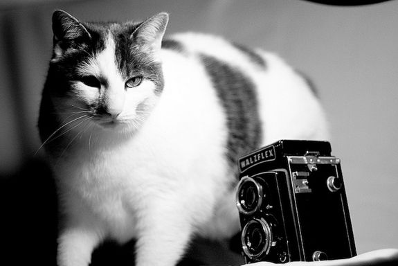 575px x 384px - At the Internet Cat Video Festival, LOLcats Become Art | Smart News|  Smithsonian Magazine