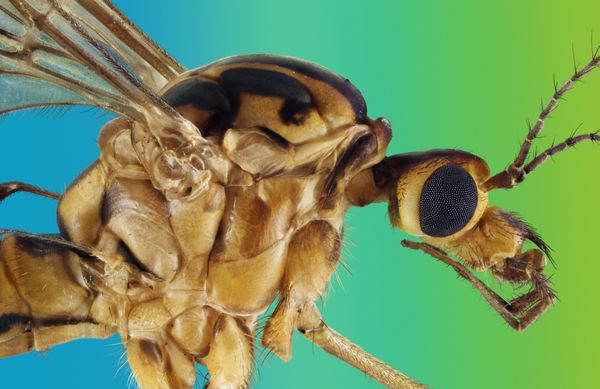 Extreme macro portrait of a crane fly thumbnail