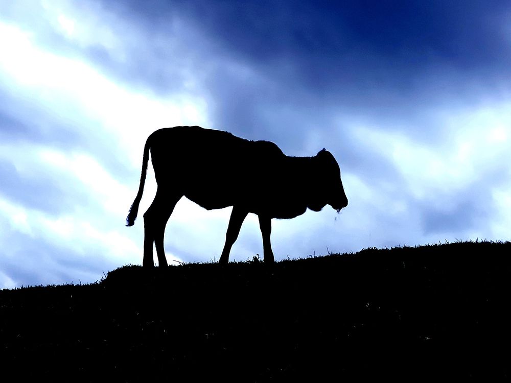 A bull at the hilltop. | Smithsonian Photo Contest | Smithsonian Magazine