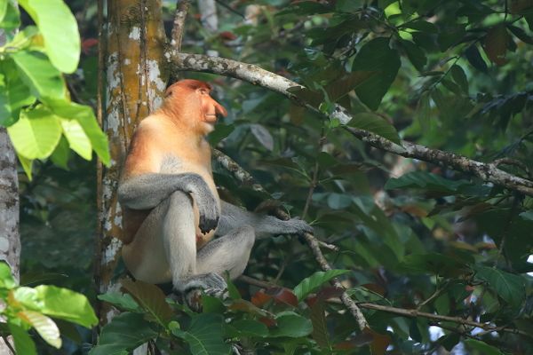 Proboscis Monkey in Borneo thumbnail