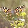 These Stunning Butterflies Flew 2,600 Miles Across the Atlantic Ocean Without Stopping icon