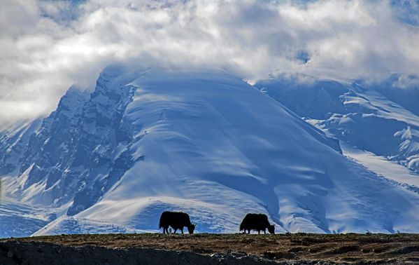 Wild yaks under the ice peak thumbnail