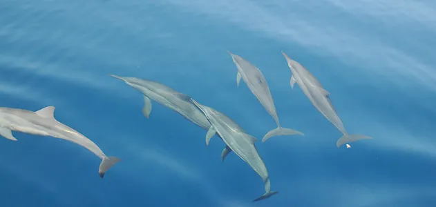 SmartNews-Dolphins-631-hero.jpg