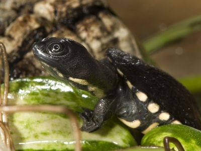 Snake-necked turtle hatchling crawling over leaf