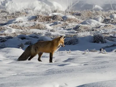 A red fox listening for prey under the snow in Yellowstone National Park. Noise can affect foxes and other animals that rely on their hearing when they hunt.