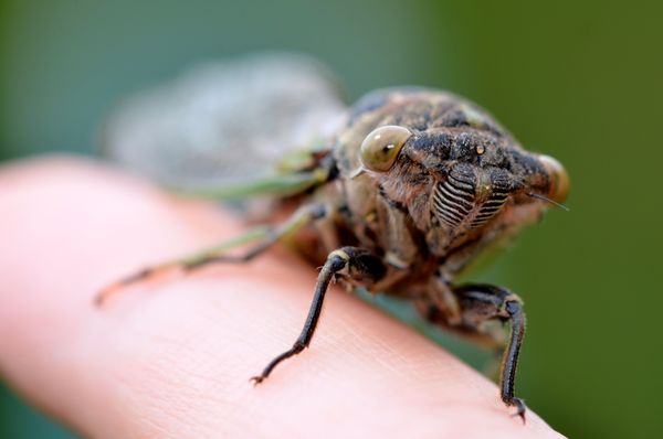Dog-day Cicada thumbnail