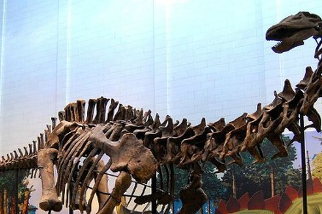Dinosaurs