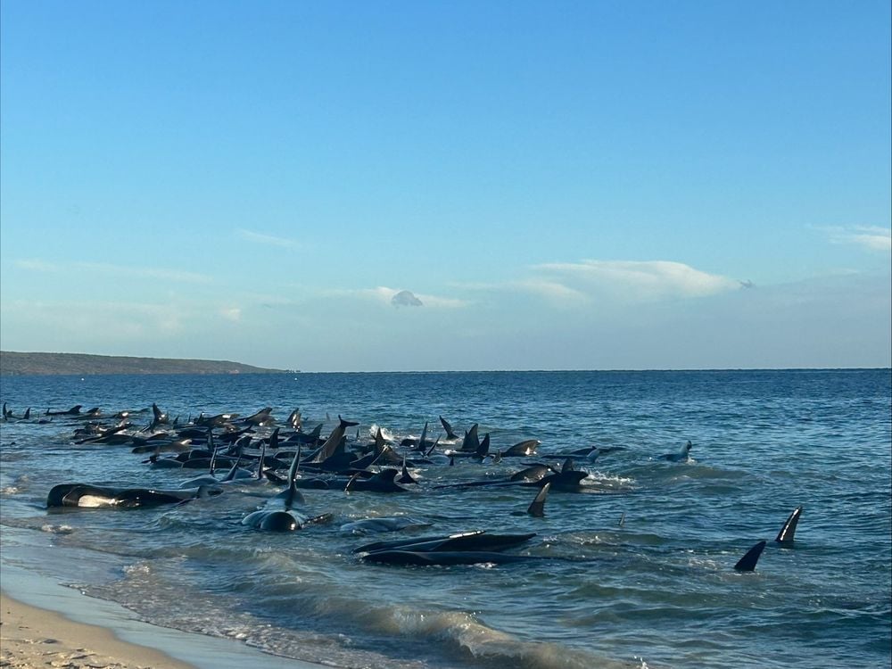 160 pilot whales stranded themselves along western Australian shores on Thursday morning