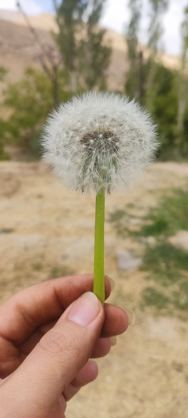 Dandelion in the wind thumbnail