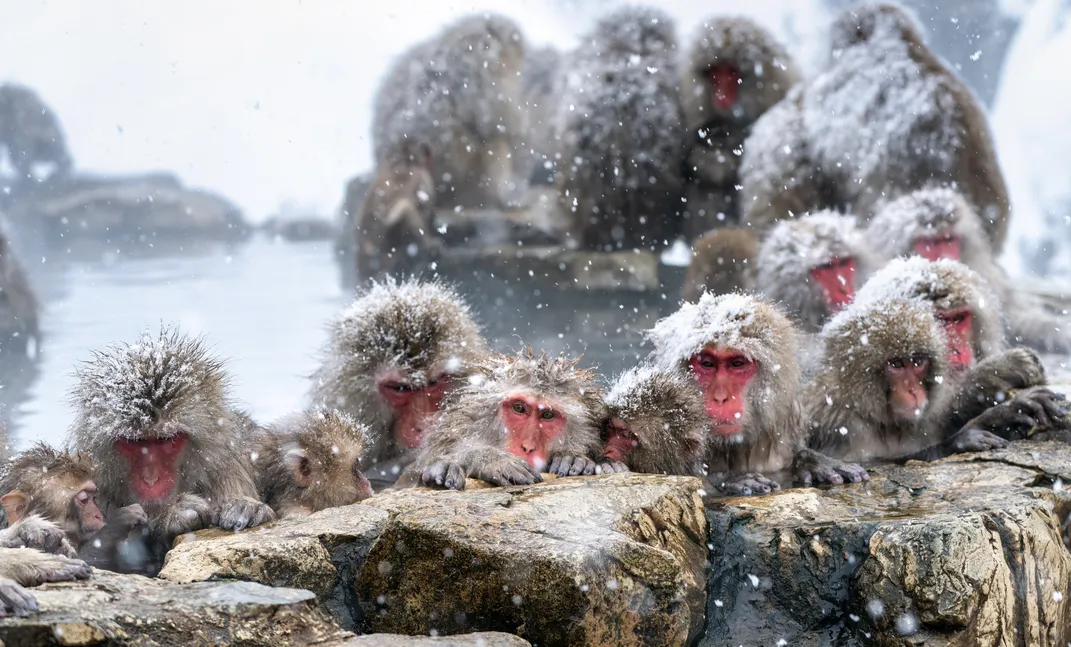 red-faced snow monkeys