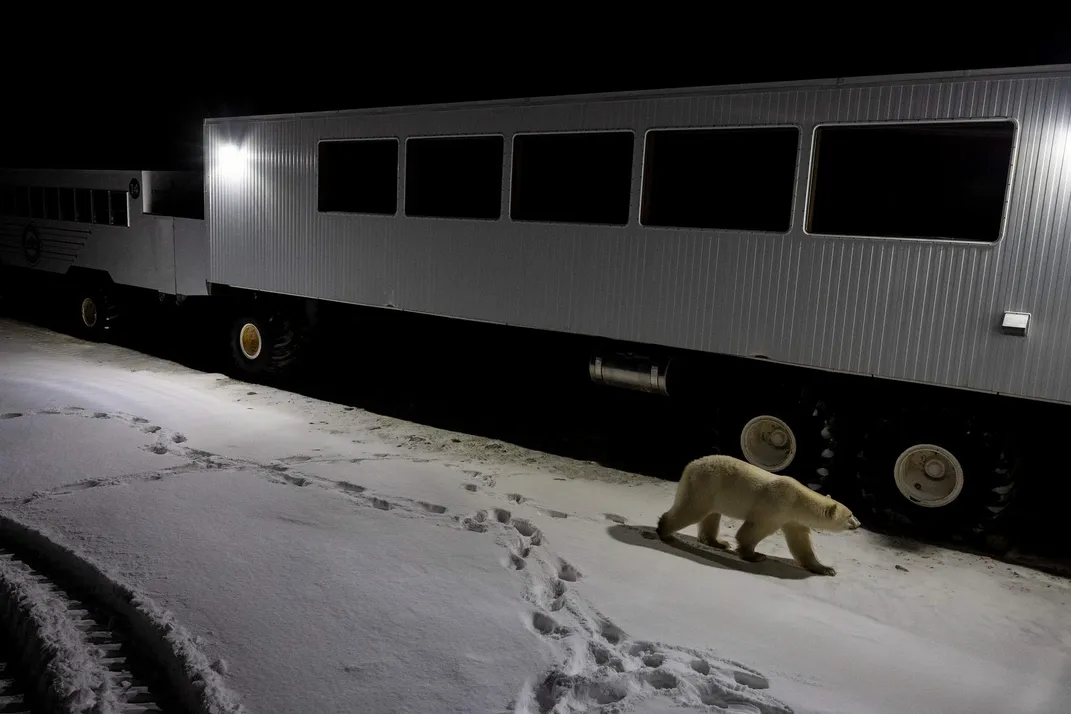 polar bear at night
