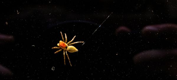 Space Spider thumbnail