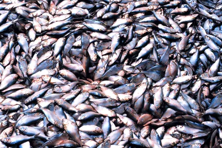 Menhaden fishing