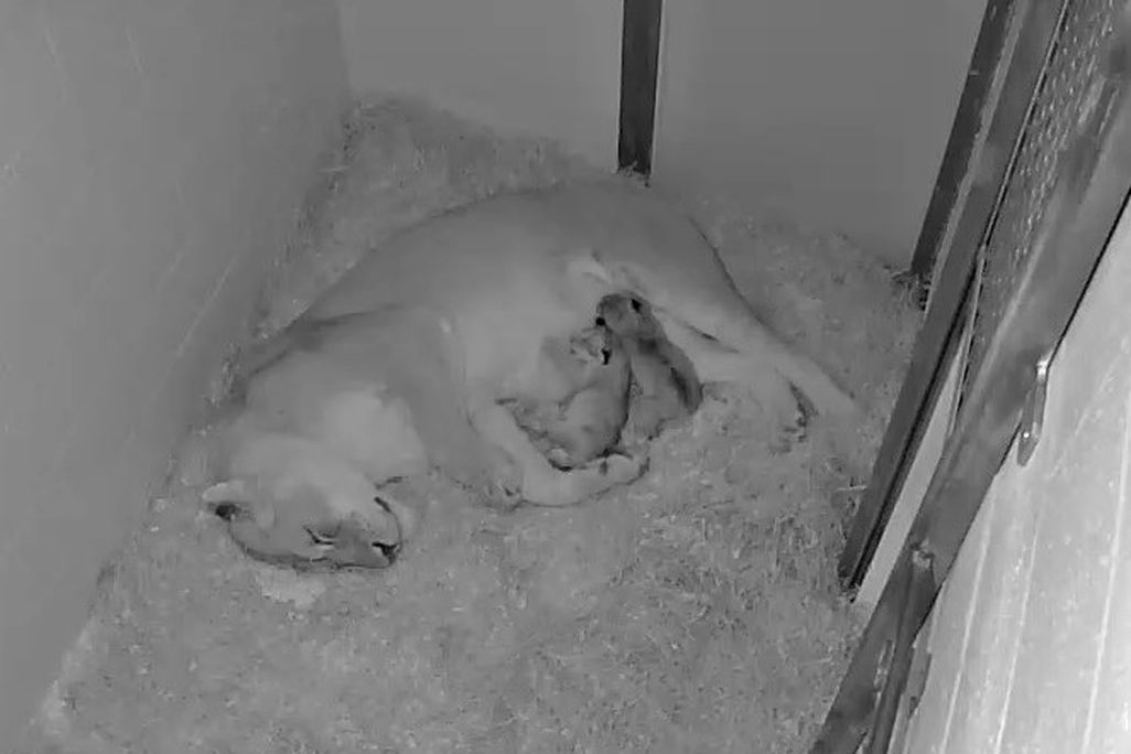 Lion Cubs