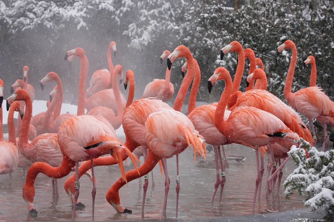 A group of pink flamingos with stem-like legs and long, curved necks stands in a pond in the winter. Snow can be seen on the surrounding trees and there is steam coming off the warm water.