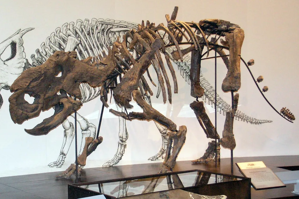 Pachyrhinosaurus, Achelousaurus