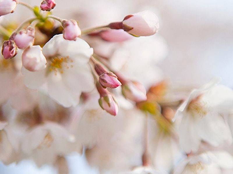 MLB - The D.C. Cherry Blossoms have arrived early this