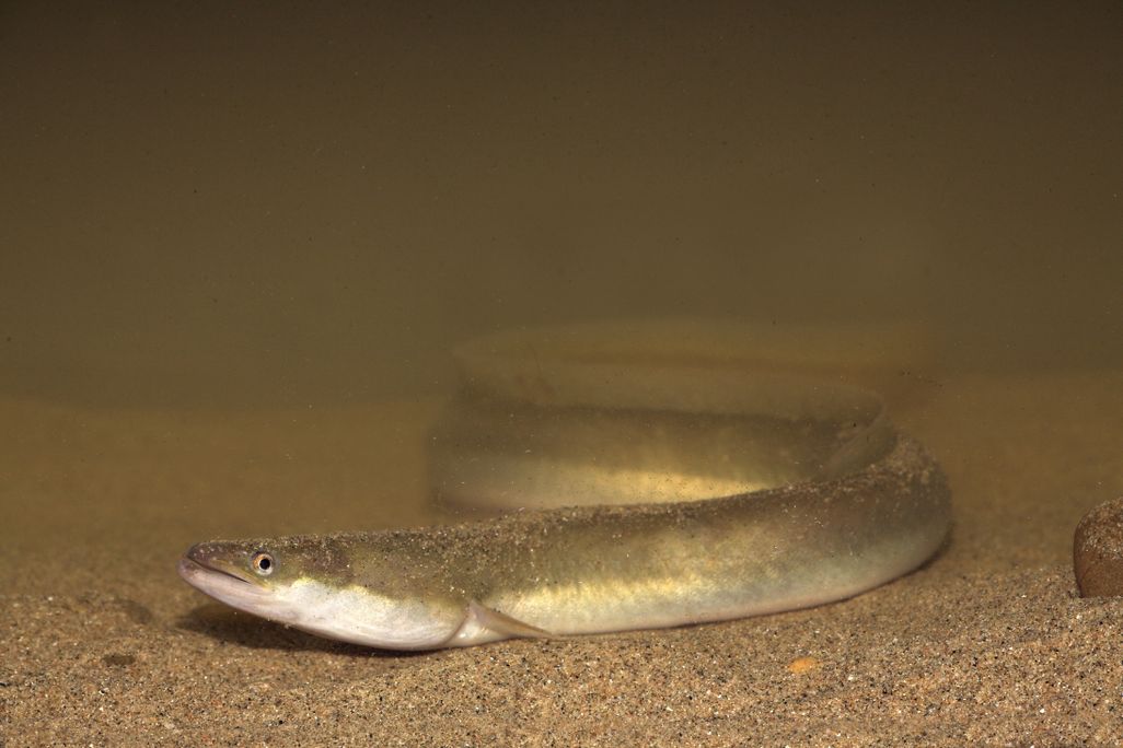 eel
