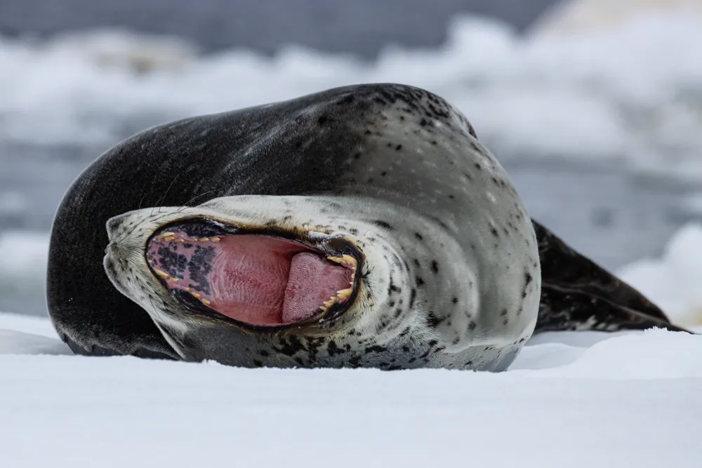 A leopard seal getting annoyed by the observers as it was resting on an ice floe in Antarctica.