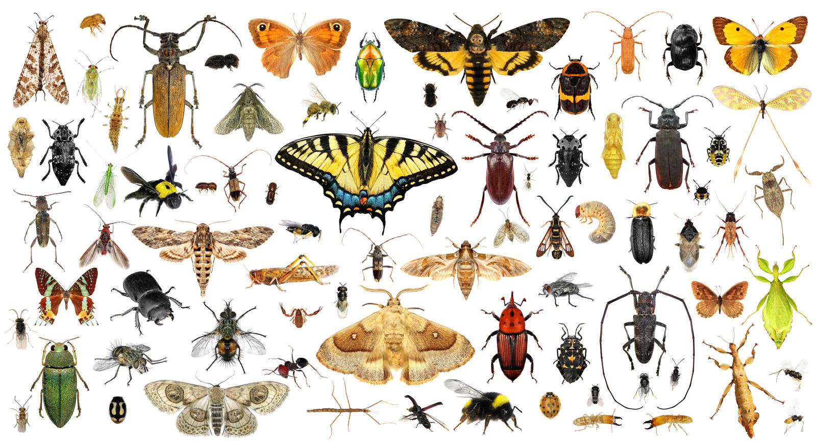 Researchers came up with the new count by studying insect biodiversity in a conservation area in Costa Rica.