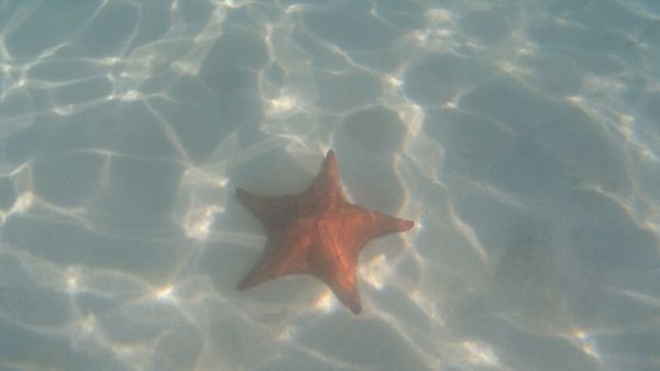 Lonely Starfish thumbnail