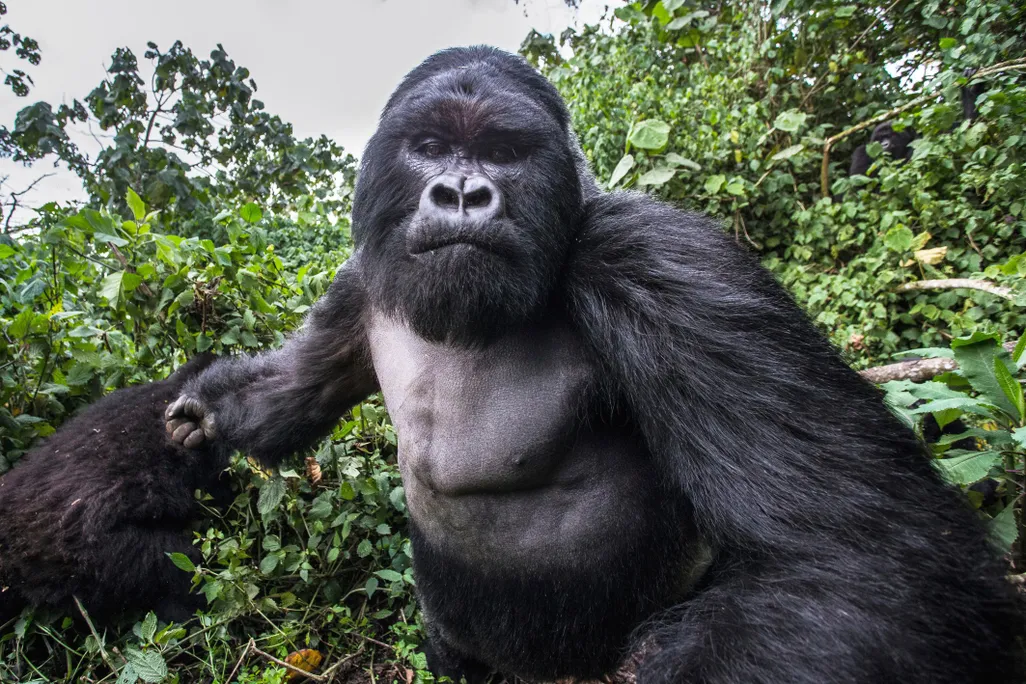 Gorilla Punch