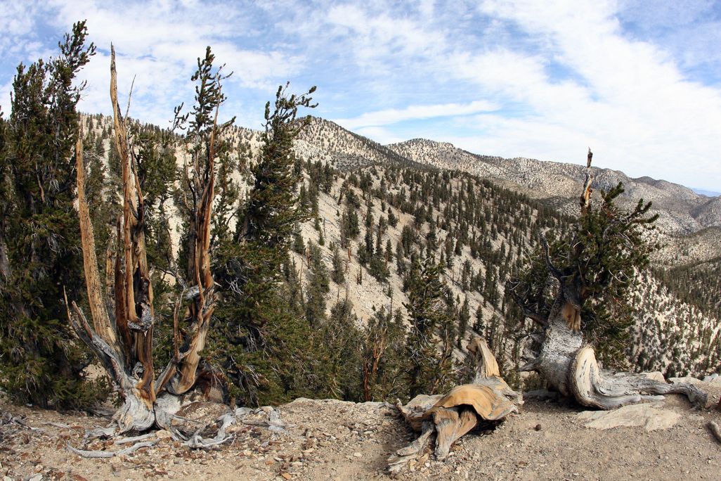 Under partially cloudy blue skies, bristlecone pine trees in the White Mountains of the Inyo National Forest near Bishop, California
