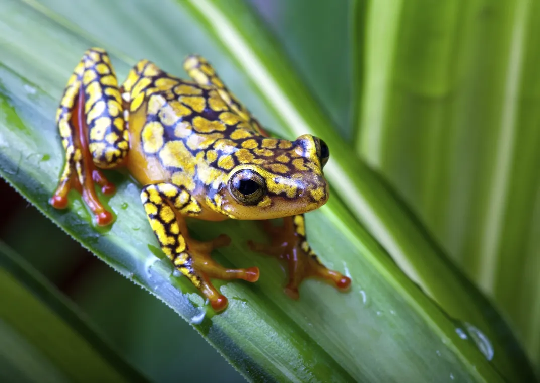 Poison dart frog